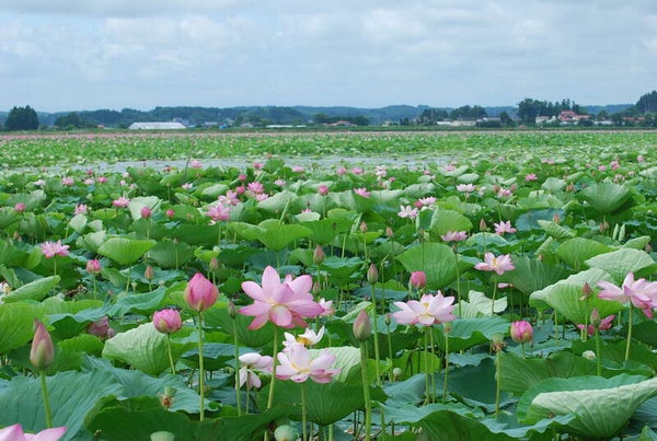 【岩手県内発】 伊豆沼のハスと三本木ひまわりの丘 やくらいガーデン 日帰り1